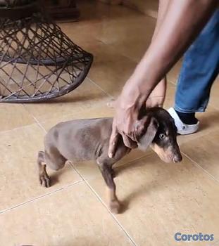 animales y mascotas - OFERTA CACHORRO DOBERMAN AMBOS SEXO UBICADO EN SAN