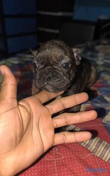 animales y mascotas - OFERTA CACHORRO BULLDOG FRANCES HEMBRA EN SANTO DO