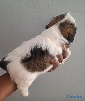 animales y mascotas - Shih tzu hembra y macho. Dog, pet, mascotas, cachorro, puppy