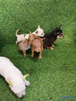 animales y mascotas - hermosos cachorritos de Chihuahua 