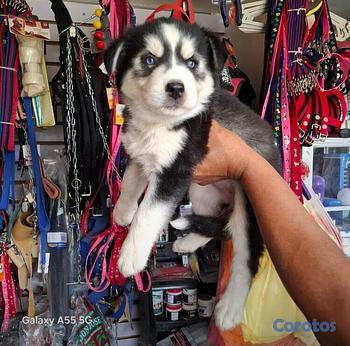 animales y mascotas - Husky siberiano hembra y macho. Dog, pet, mascotas, perro, huski, jusky, juski