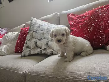 animales y mascotas - maltipoo