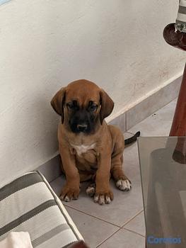 animales y mascotas - OFERTA CACHORRO PRESA CANARIO HEMBRA UBICADO EN SA
