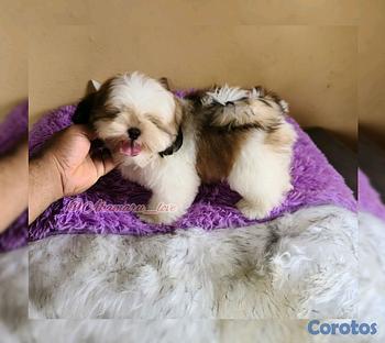 animales y mascotas - Shih tzu