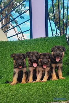 animales y mascotas - Pastor alemán hembra y machos. Dog, pet, aleman, cachorro