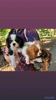 animales y mascotas - hermosos cachorros king cavalier 