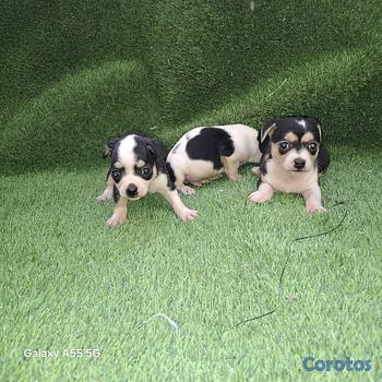 animales y mascotas - Chihuahua hembra y macho. Pet, mascota, dog, cachorro, Chiguagua, family, puppy