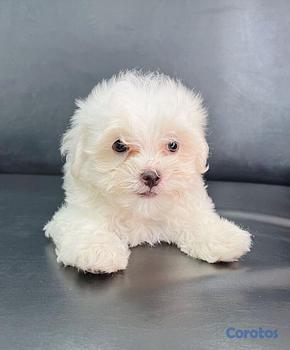 animales y mascotas - Bichón Maltés hembra y macho. Dog, pet, maltes, cachorro, maltes, puppy