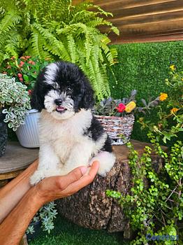 animales y mascotas - Shipoo