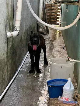 animales y mascotas - cane corso 