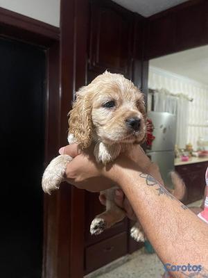 Listing thumbnail