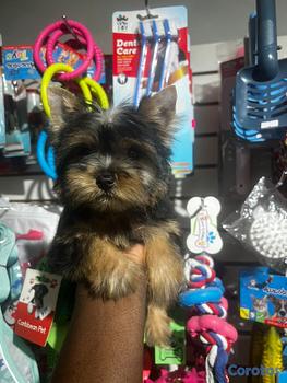animales y mascotas - OFERTA CACHORRO YORKIE HEMBRA UBICADO EN SANTO DOM