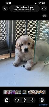 animales y mascotas - Golden Retriever, el perro preferido de todos 