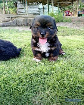 animales y mascotas - Shihpoo hembra y macho. Dog, pet, mascotas, cachor