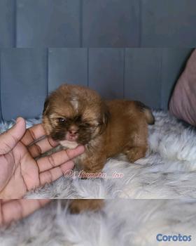 animales y mascotas - Shih tzu liver ( macho ) 