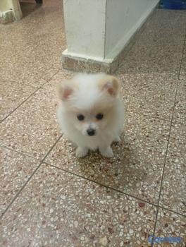 animales y mascotas - Pomerania Macho