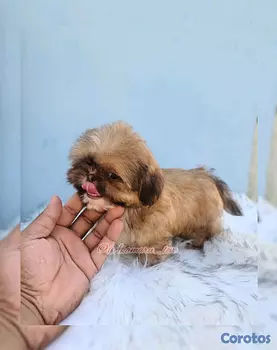 animales y mascotas - Shih tzu ( liver )