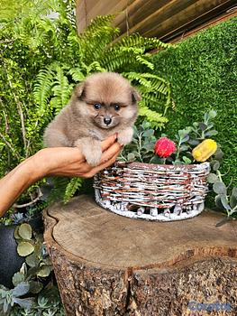 animales y mascotas - Pomerania super pequeñitos y peluditos 100%