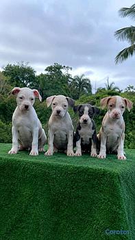 animales y mascotas - pitbull 