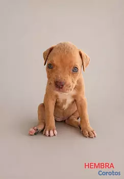 animales y mascotas - Hermosos Cachorros mestizos tipo bull, buscando un nuevo hogar 