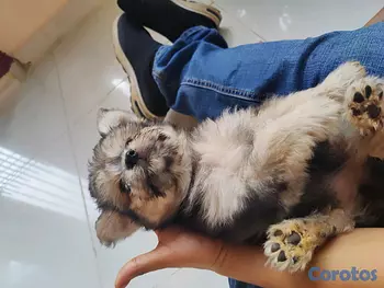 animales y mascotas - hermosa cachorra shihpoo, shih poo, poodle, peluche