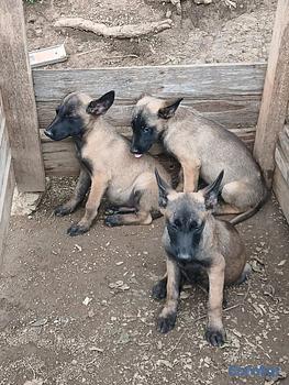 animales y mascotas - pastor belga malinois 