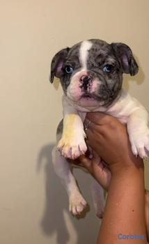animales y mascotas - OFERTA CACHORRO BULLDOG FRANCES MACHO UBICADO EN S