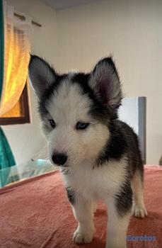 animales y mascotas - Husky siberiano hembra y macho. Dog, pet, mascotas, perro, huski, jusky, juski