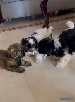 animales y mascotas - OFERTA CACHORRO SHIH TZU AMBOS SEXO UBICADO EN SAN
