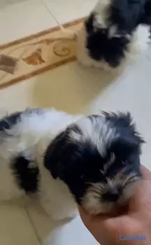 animales y mascotas - OFERTA CACHORRO SHIH TZU AMBOS SEXO UBICADO EN SAN