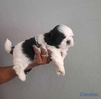 animales y mascotas - Shih tzu hembra y macho. Dog, pet, mascotas, cacho