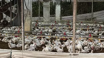 otros inmuebles - Granja de pollo  en moca con  30 tareas