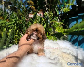 animales y mascotas - Shih tzu ( liver )
