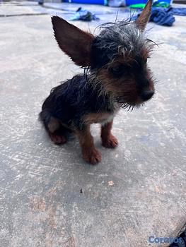 animales y mascotas - Oferta cachorro Yorkie macho pequeño 