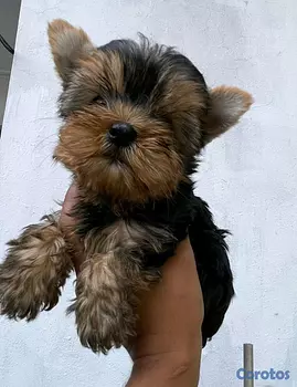 animales y mascotas - hermosos cachorritos de yorshire toy 