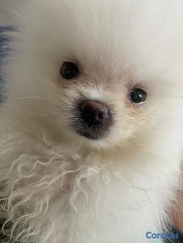 animales y mascotas - Pomerania mini de 2 meses de edad, vacunada