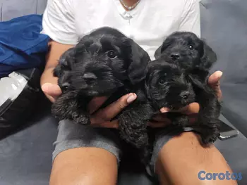 animales y mascotas - Schnauzer 