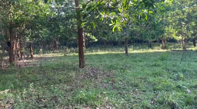 Vendo Finca GANADERA – AGRICOLA de 200 tareas en el LAUREL, Monte Plata